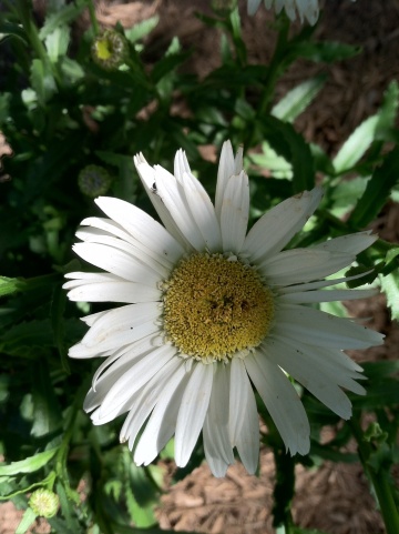 Flower close-ups