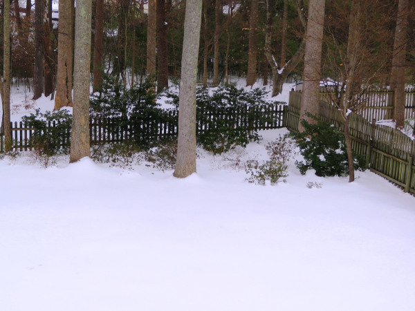 Nearly four days after the snowfall, our yard still looks like this. March 1, 2015, Yorktown Virginia